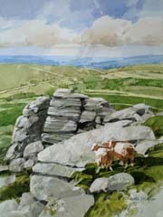 Dartmoor Sheep by Martin Maxim