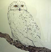 Snowy Owl by Michael Edwards